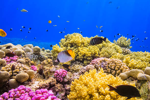 Abadi Distribución de Alimentos - ¿Por qué cuidar los arrecifes de coral?