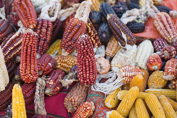 Variedades de maíz mexicano. Productos Abadi respalda producción local.